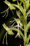 Green fringed orchid